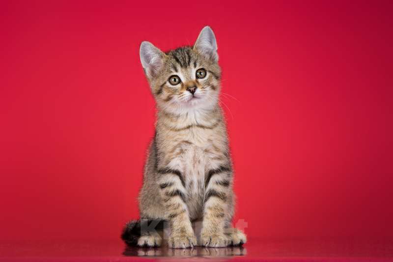 Кошки в Москве: Очаровательный ручной котенок Чип в добрые руки Мальчик, 1 руб. - фото 3