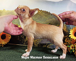 Собаки в Санкт-Петербурге: щенк чихуахуа из питомника РКФ Мари мистик Мальчик, 35 000 руб. - фото 1