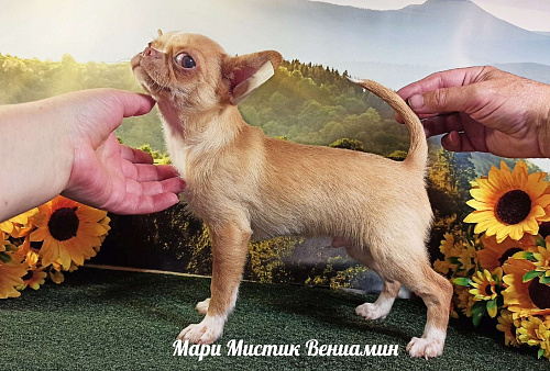 Объявление: щенк чихуахуа из питомника РКФ Мари мистик, 35 000 руб., Санкт-Петербург