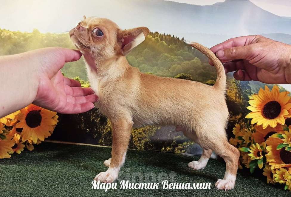 Собаки в Санкт-Петербурге: щенк чихуахуа из питомника РКФ Мари мистик Мальчик, 35 000 руб. - фото 1