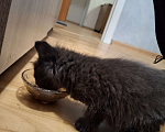 Кошки в Казани: Котёнок в добрые руки  Девочка, Бесплатно - фото 5
