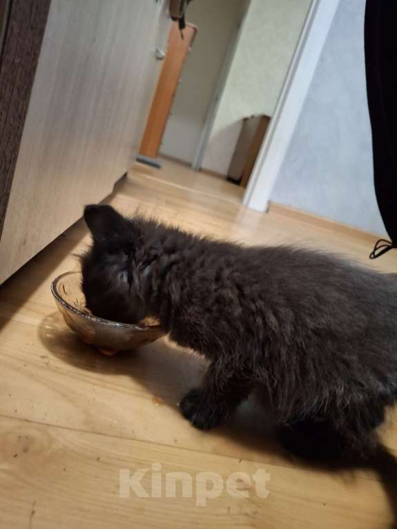 Кошки в Казани: Котёнок в добрые руки  Девочка, Бесплатно - фото 5