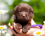 Собаки в Челябинске: Шоколадный кобель лабрадора -ретривера 1 месяц Мальчик, 40 000 руб. - фото 1