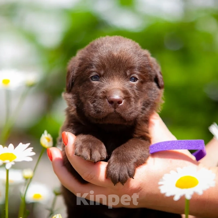 Собаки в Челябинске: Шоколадный кобель лабрадора -ретривера 1 месяц Мальчик, 40 000 руб. - фото 1