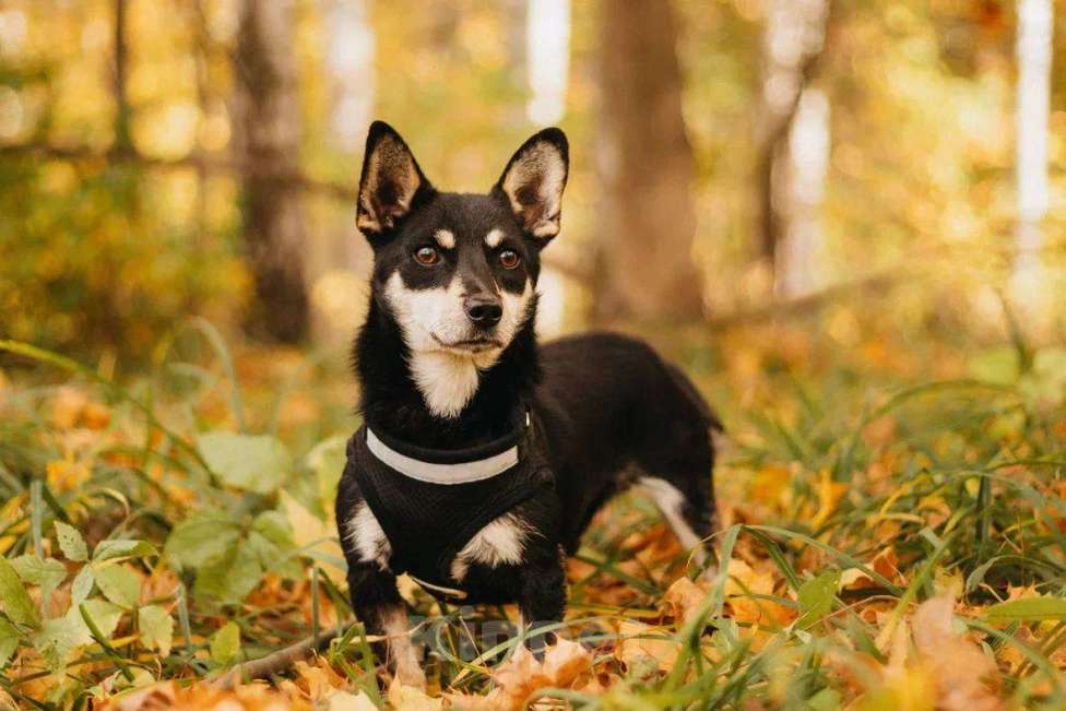 Собаки в Москве: Ричард ищет дом Мальчик, Бесплатно - фото 4