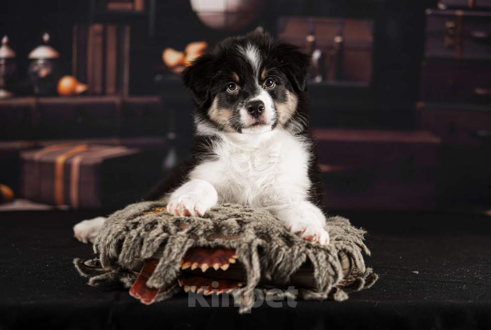 Собаки в других городах Самарской области: Щенок Аусси мальчик Мальчик, 60 000 руб. - фото 5