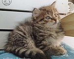 Кошки в Новом Ладоге: Предлагаются клубные сибирские котята мальчик/девочка Девочка, Бесплатно - фото 2