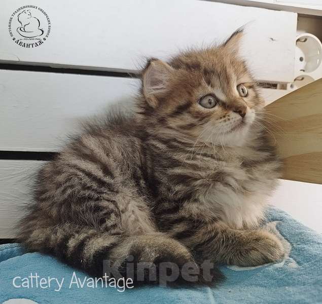 Кошки в Волхове: Сибирские котята клубные с документами и вакцинациями Девочка, Бесплатно - фото 2