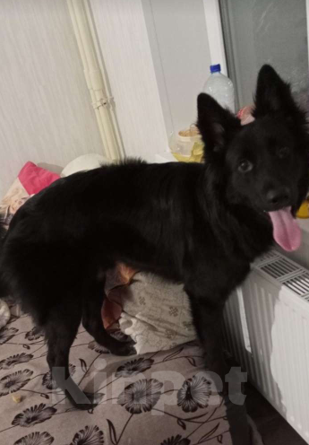 Собаки в Челябинске: Отдам собаку в добрые и надёжные руки Мальчик, Бесплатно - фото 2