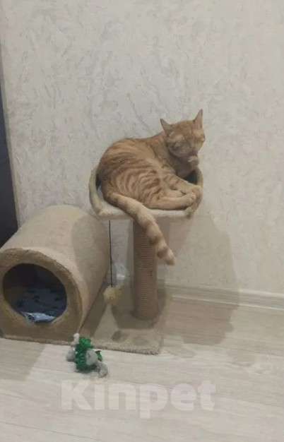 Кошки в Волжском: Котёнок в добрые руки Мальчик, Бесплатно - фото 1