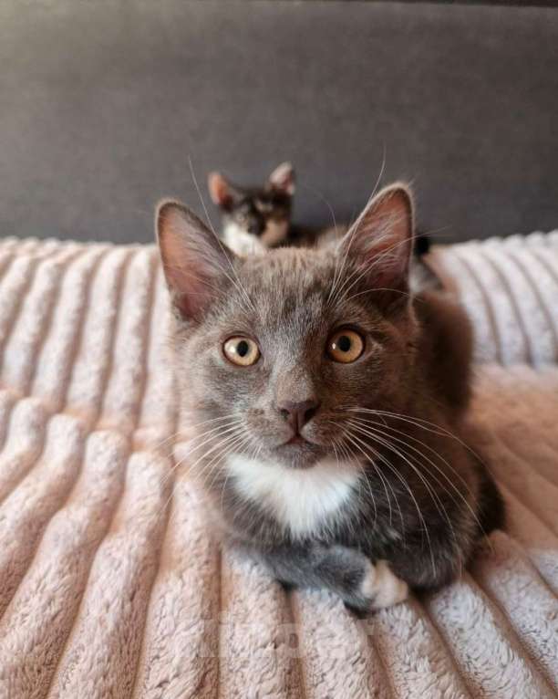 Кошки в Тюмени: Котенок Мальчик, Бесплатно - фото 2