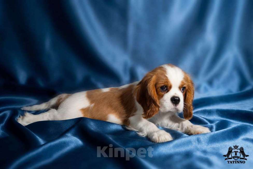 Собаки в Москве: Щенок кавалер кинг чарльз спаниель Мальчик, 150 000 руб. - фото 3