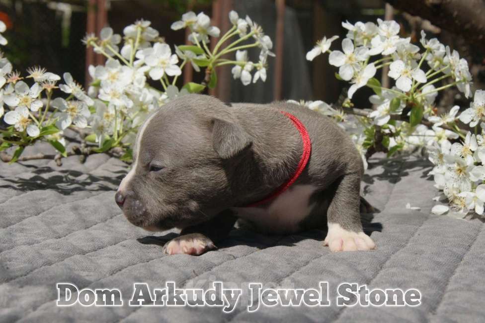 Собаки в Саратове: Dom Arkudy Jewel Stone  Девочка, 50 000 руб. - фото 1