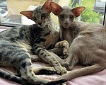 Кошки в Москве: Продам двух ориентальных котят премиум не дорого Мальчик, 55 000 руб. - фото 1
