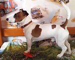 Собаки в Солнечногорске: Бесплатно вязка , 1 руб. - фото 4