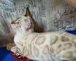 Кошки в Новокубанске: Снежные бенгалы, 30 000 руб. - фото 3