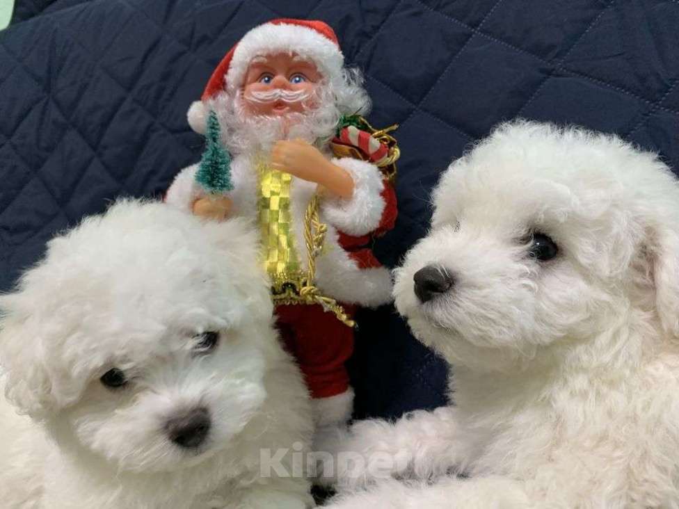 Собаки в Москве: Малыши Бишон фризе Мальчик, 85 000 руб. - фото 2