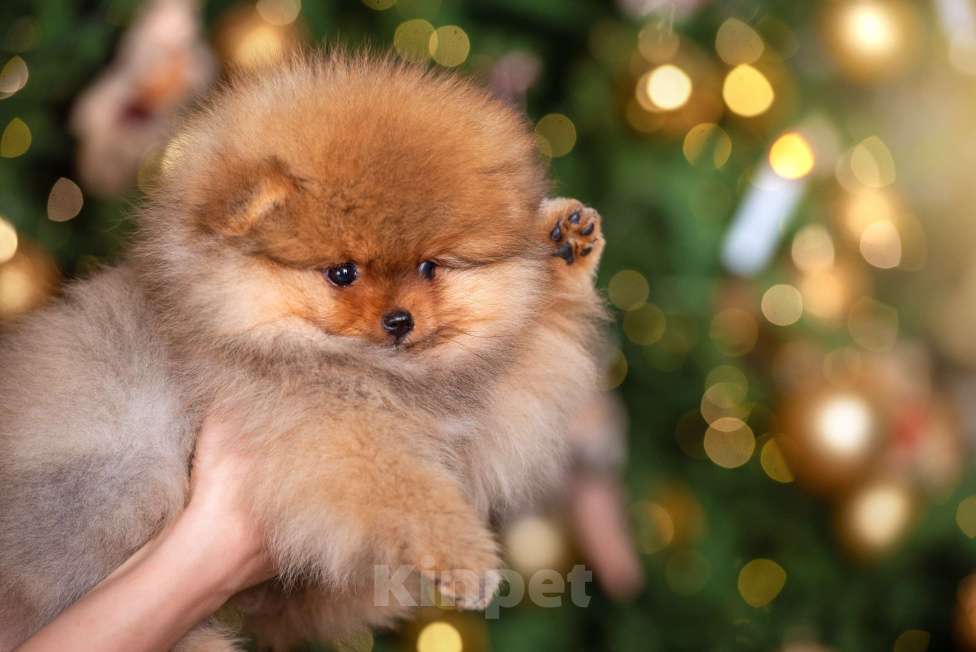 Собаки в Москве: Померанский шпиц мальчик и девочка РКФ Девочка, Бесплатно - фото 5