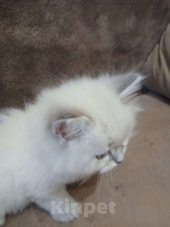 Кошки в Москве: Девочка , окрас- блю табби пойнт Девочка, Бесплатно - фото 1