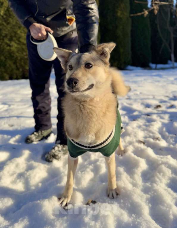 Собаки в других городах Московской области: Собака Карамелька ищет дом Девочка, Бесплатно - фото 3