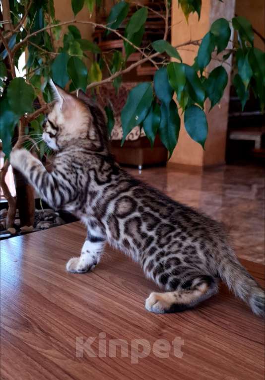 Кошки в Симферополе: Бенгальская девочка  Девочка, 55 000 руб. - фото 7