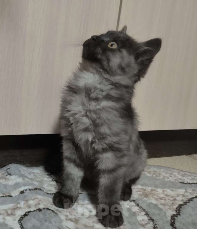 Кошки в других городах Красноярского края: Одиссей Мальчик, Бесплатно - фото 2