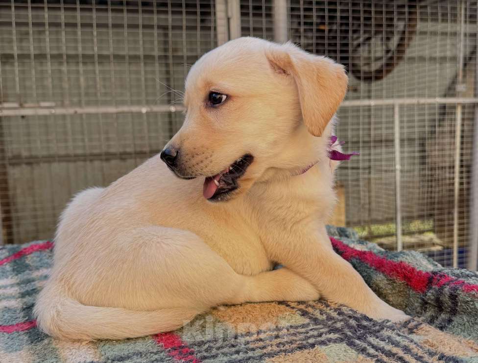Собаки в Краснодаре: Щенок лабрадора палевый  Девочка, 25 000 руб. - фото 6