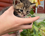 Кошки в Пензе: Котят в добрые руки СРОЧНО! Мальчик, Бесплатно - фото 1