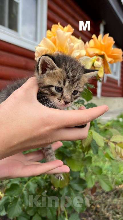 Кошки в Пензе: Котят в добрые руки СРОЧНО! Мальчик, Бесплатно - фото 1