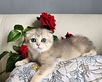 Кошки в Москве: Продажа породистых шотландских котят Девочка, 40 000 руб. - фото 4