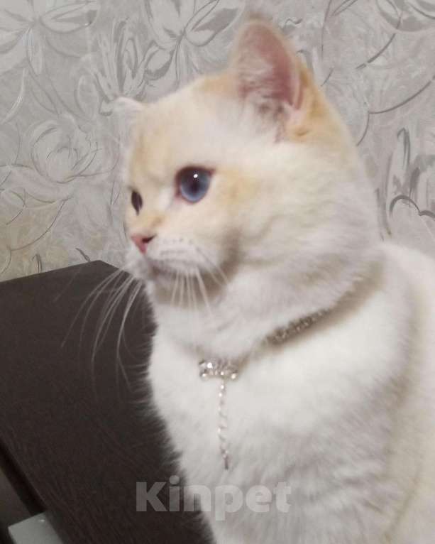 Кошки в Симферополе: Истинный британец Мальчик, 50 000 руб. - фото 1