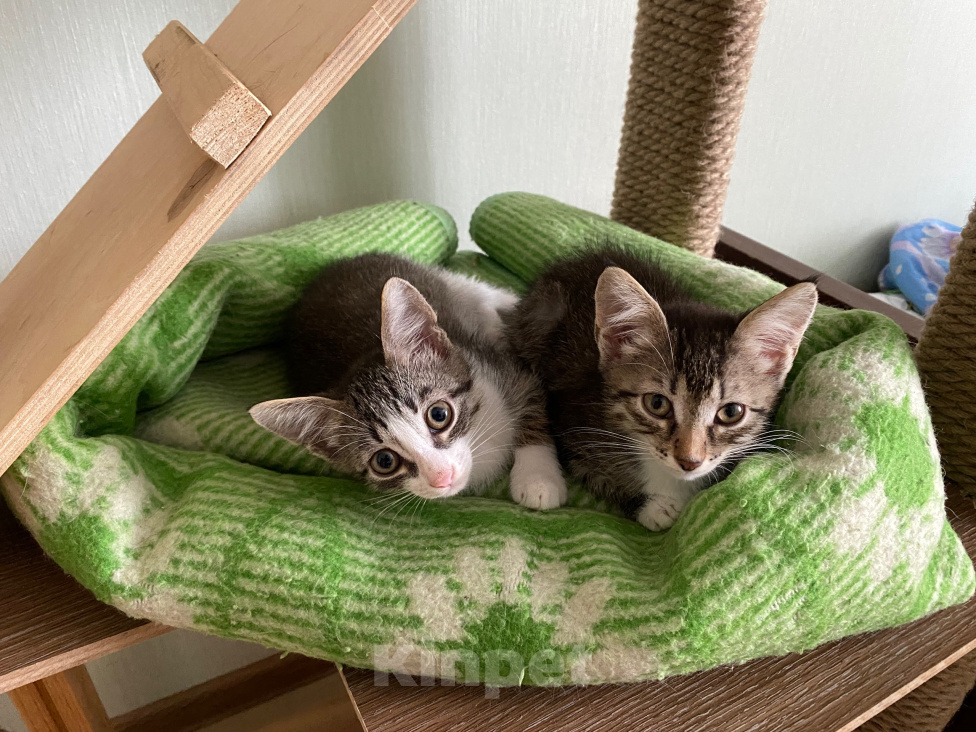 Кошки в Нижнем Новгороде: Котенок в добрые руки Девочка, Бесплатно - фото 9