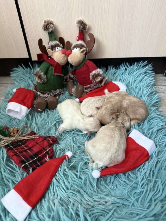 Собаки в Кинели: Мальчик Барни Мальчик, 120 000 руб. - фото 1