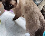 Кошки в Москве: Ласковый котик сноу-шу ищет друзей Мальчик, Бесплатно - фото 1
