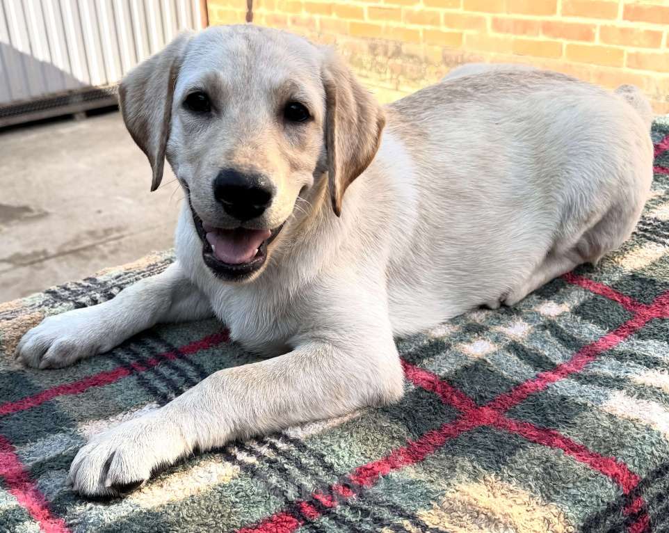 Собаки в Краснодаре: Щенки лабрадора палевые Мальчик, 25 000 руб. - фото 2