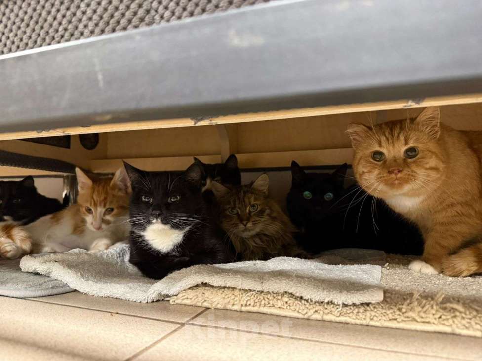 Кошки в других городах Московской области: Кошечки и коты Девочка, Бесплатно - фото 1