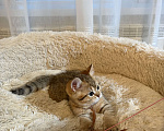 Кошки в Арзамасе: Шотландский золотой  котенок 🥰 Мальчик, 15 000 руб. - фото 3