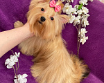 Собаки в Москве: Йорк мини размера девочка подрощенная рыжая Девочка, 90 000 руб. - фото 8