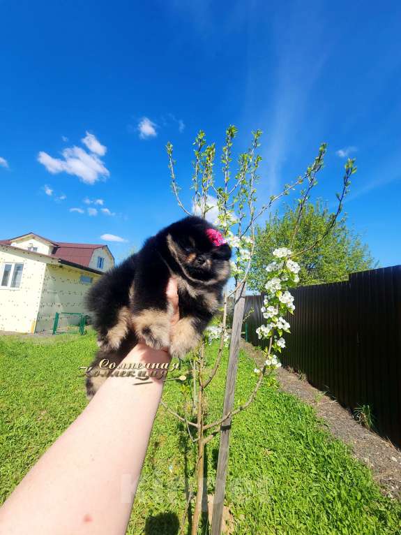 Собаки в Москве: Померанский шпиц девочка РКФ Девочка, Бесплатно - фото 2