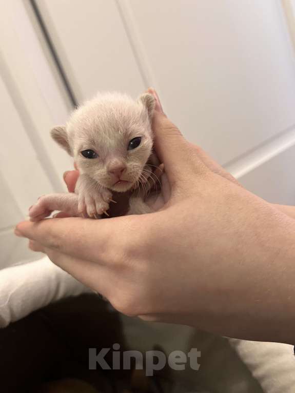 Кошки в Санкт-Петербурге: Европейские бурманские котята Разнополые, 35 000 руб. - фото 3