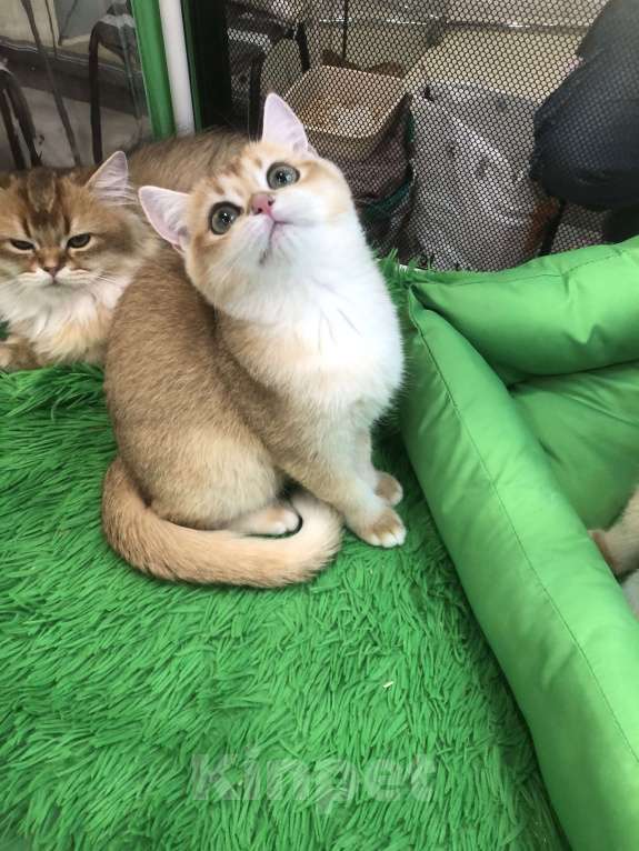 Кошки в Ореховом-Зуево: Британская золотая шиншилла девочка Девочка, 40 000 руб. - фото 4