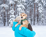Собаки в Москве: Щенок Филя в добрые руки Мальчик, Бесплатно - фото 3
