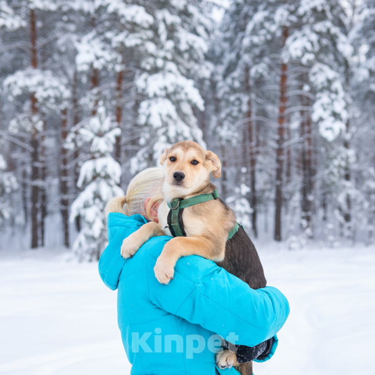 Собаки в Москве: Щенок Филя в добрые руки Мальчик, Бесплатно - фото 3