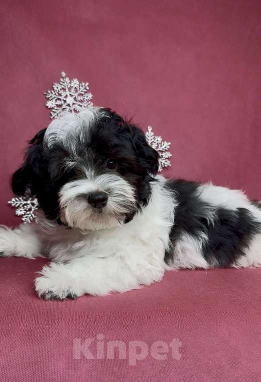 Собаки в Москве: Мальтипу- стандартный мальчик. Мальчик, Бесплатно - фото 3