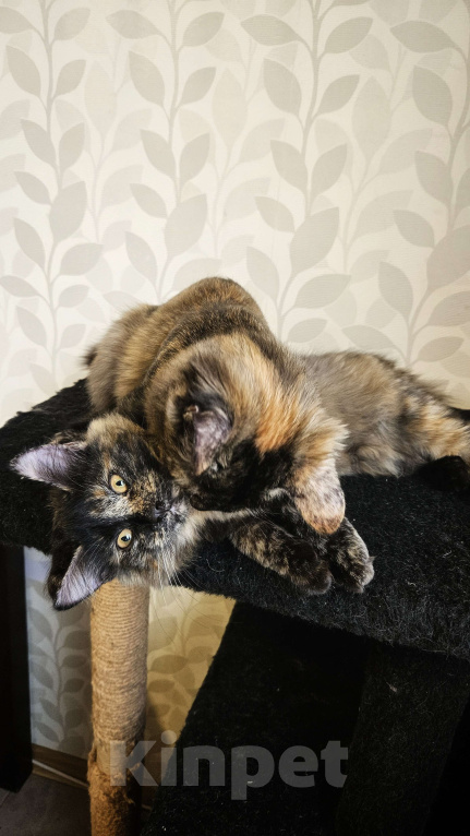 Кошки в Москве: Котята в добрые руки  Девочка, Бесплатно - фото 1