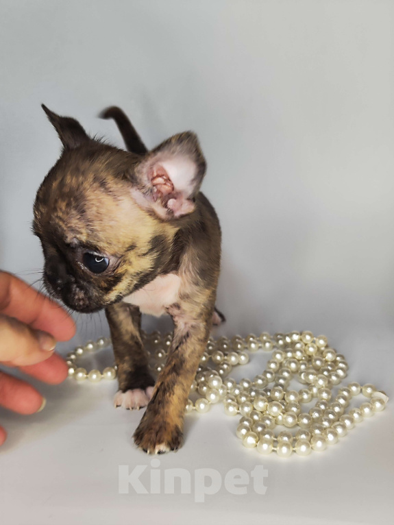 Собаки в Хотьково: Мальчики чихуахуа бейби фейс  Мальчик, 25 000 руб. - фото 2