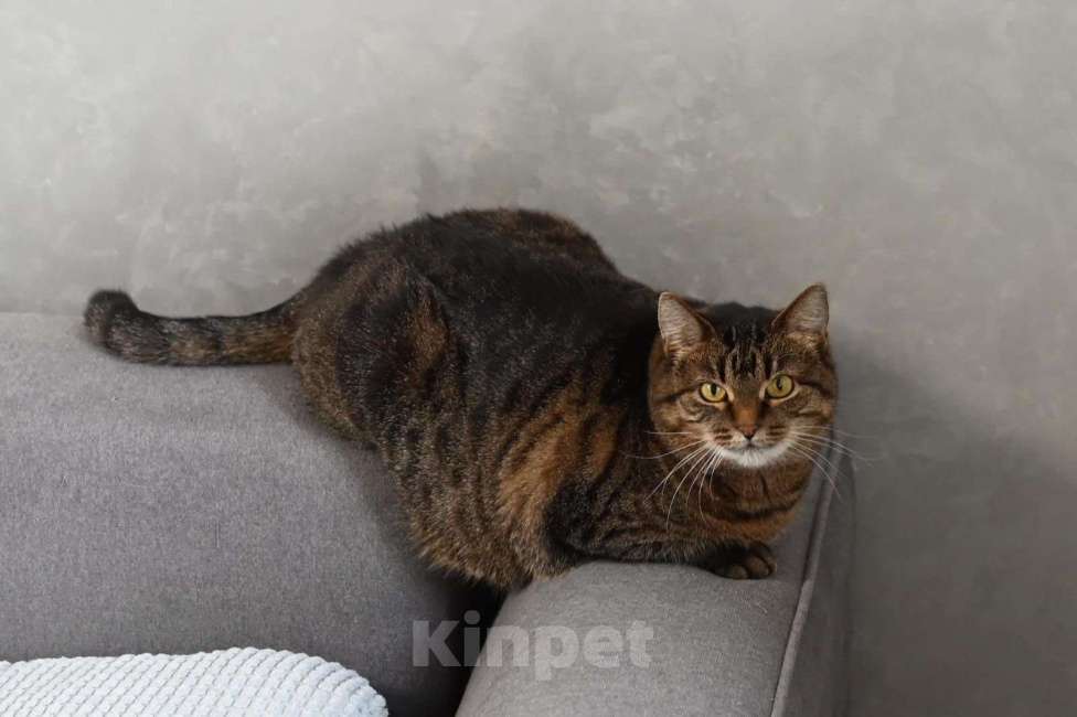 Кошки в Москве: Ева ищет семью  Девочка, Бесплатно - фото 2