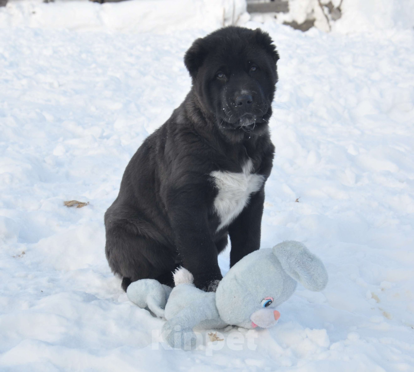 Собаки в Новосибирске: Щенок алабая девочка Девочка, 30 000 руб. - фото 1