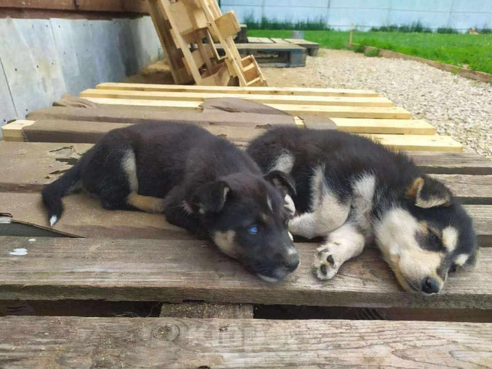 Собаки в Москве: 4 девочки щенки хаски подброшены к приюту Девочка, Бесплатно - фото 2