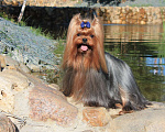 Собаки в Москве: Мальчик Йоркширского терьера для вязки. Мальчик, 10 000 руб. - фото 4